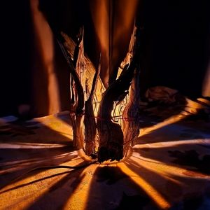 Colorado River Driftwood Lamp